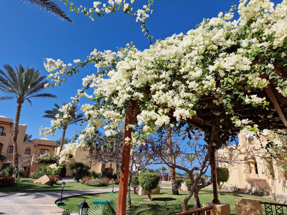 Gartenanlage Steigenberger Coraya Beach - Adults only