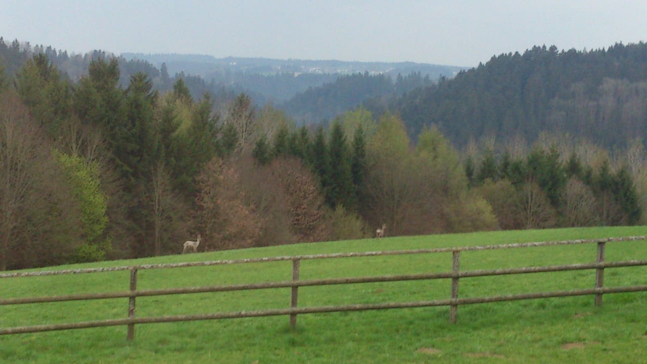 Onze ochtend hertjes Hotel Gut Feuerschwendt