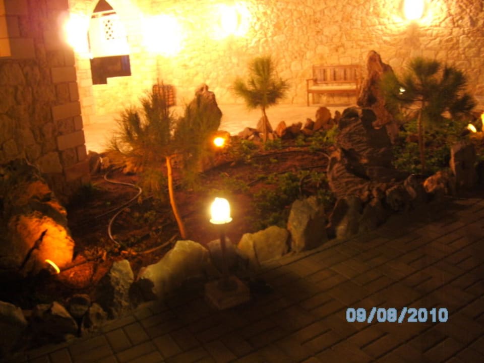 Garten bei Nacht Cactus Royal