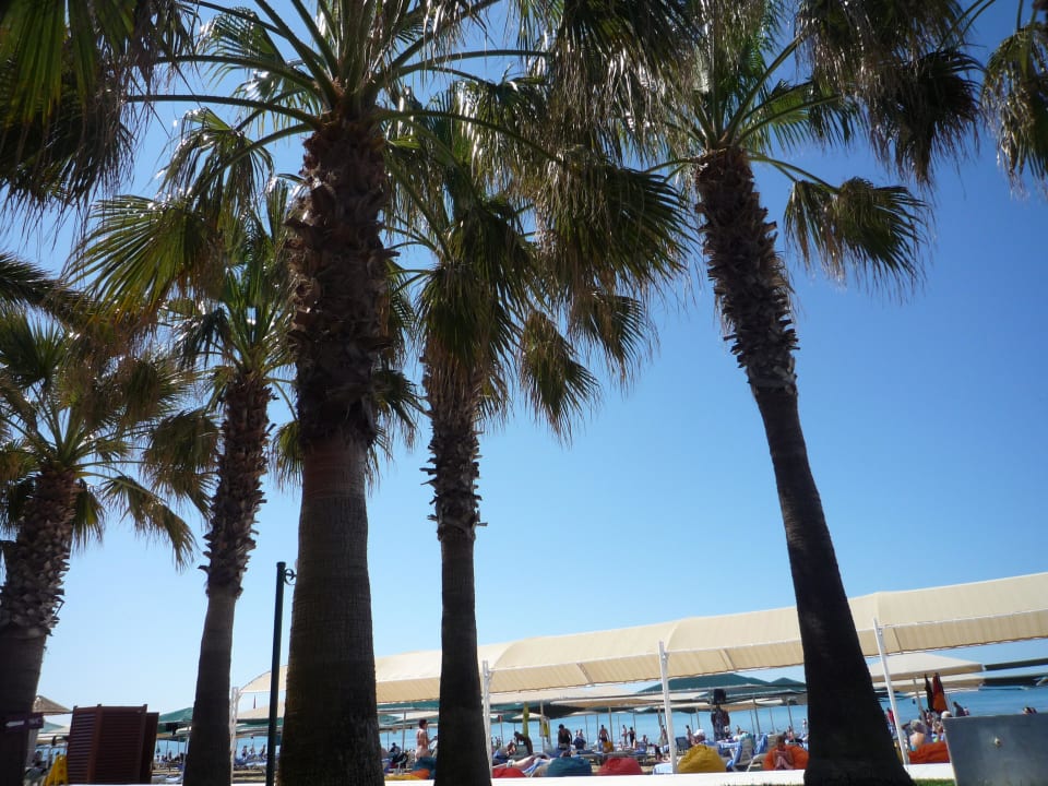 Palmengarten bis zum Strand Miramare Queen Hotel