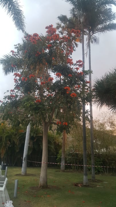 Gartenanlage Iberostar Heritage Grand Mencey