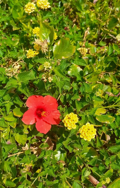 Gartenanlage Brayka Bay Resort