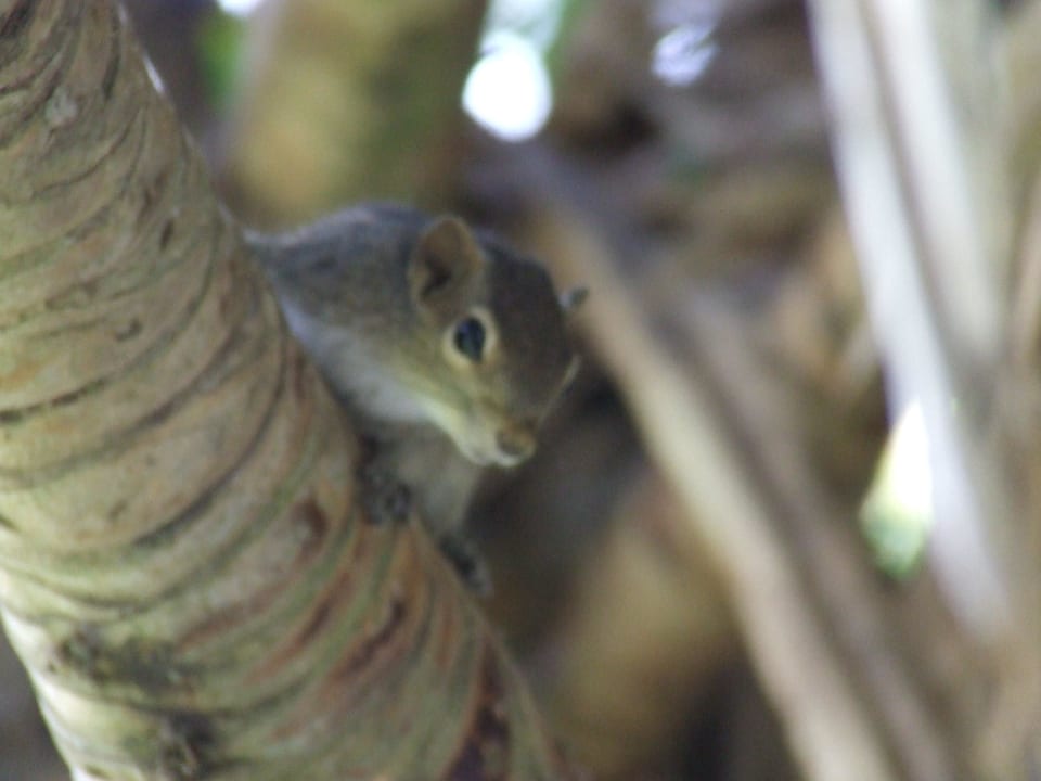 Streifenhörnchen vor dem Balkon Club Hotel Dolphin