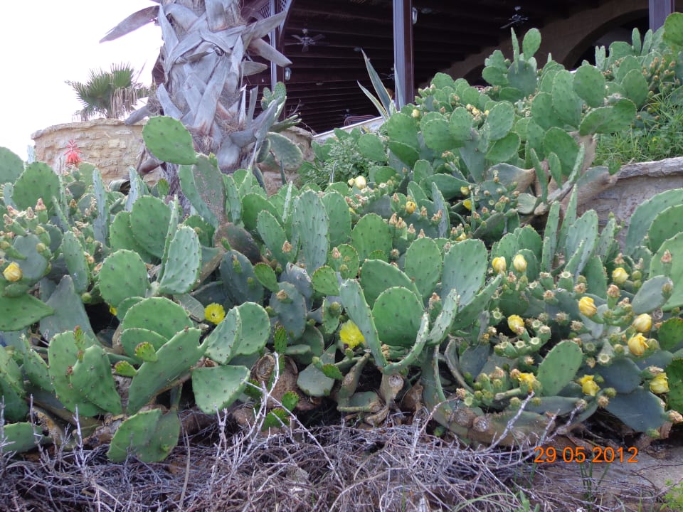 Am Restaurant Athena Hotel Kalithea Horizon Royal