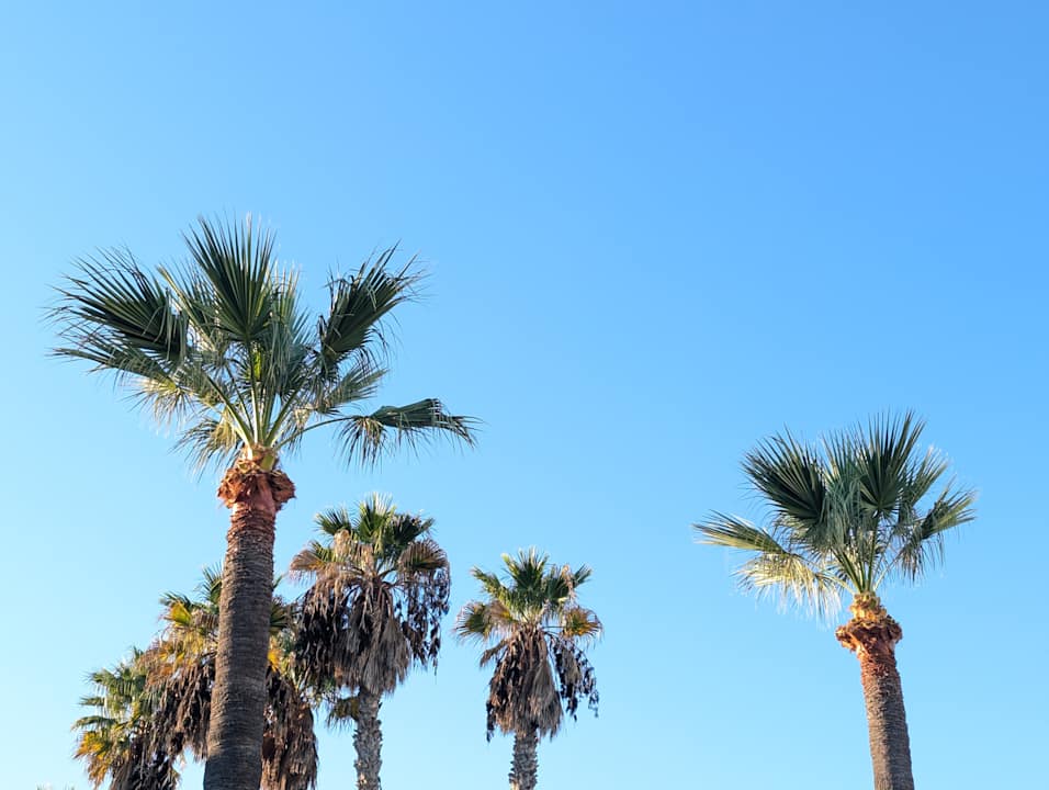 Gartenanlage Hipotels Mediterraneo Club