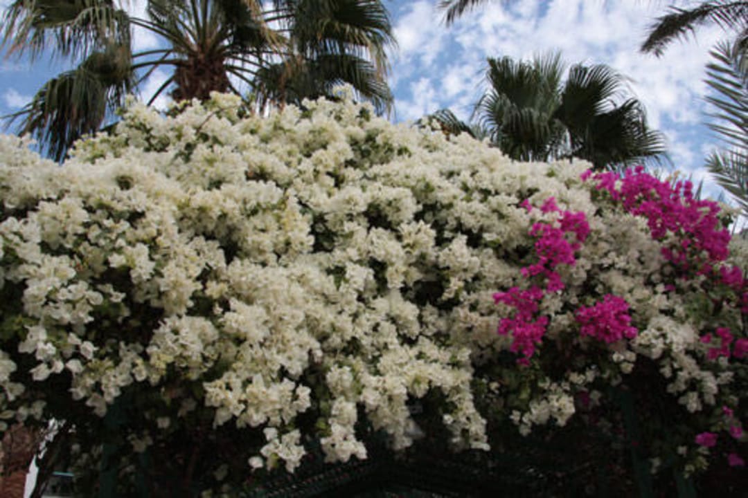 Hotelgarten Arabia Azur Resort