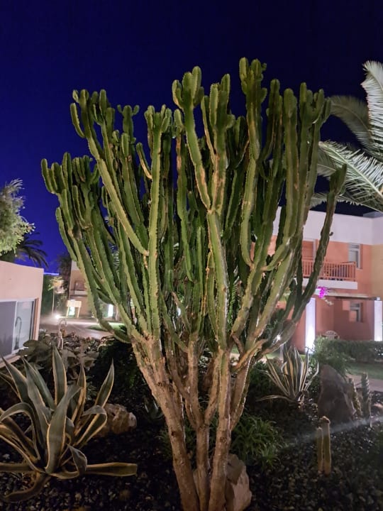 Gartenanlage Anissa Beach & Village