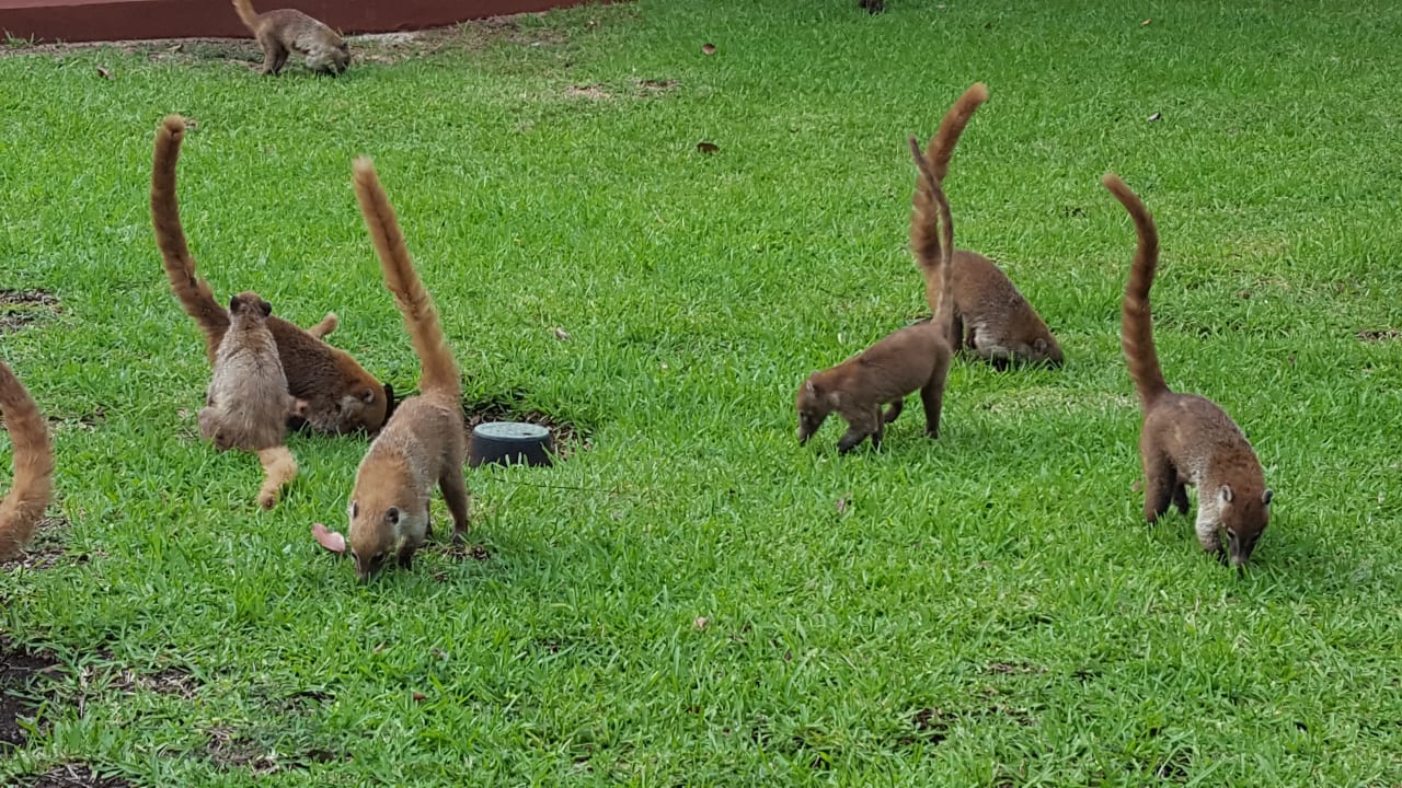Gartenanlage Hotel Riu Tequila
