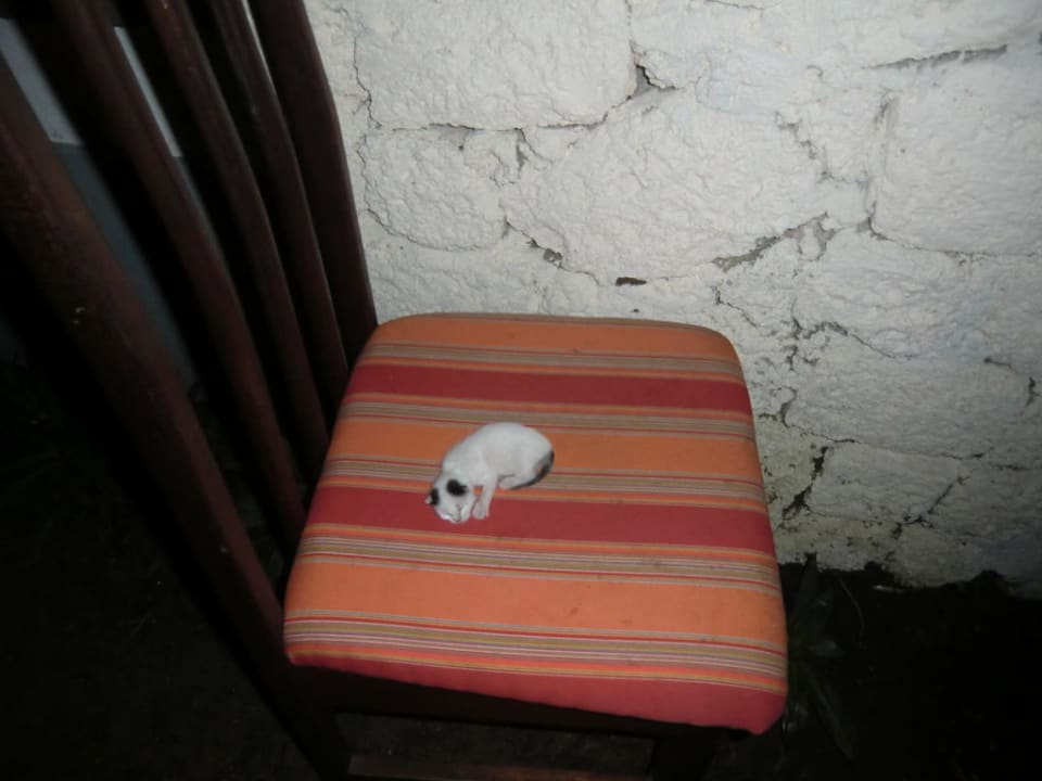 Einen Ehrenplatz für die junge Katze Hotel Southern Palms Beach Resort