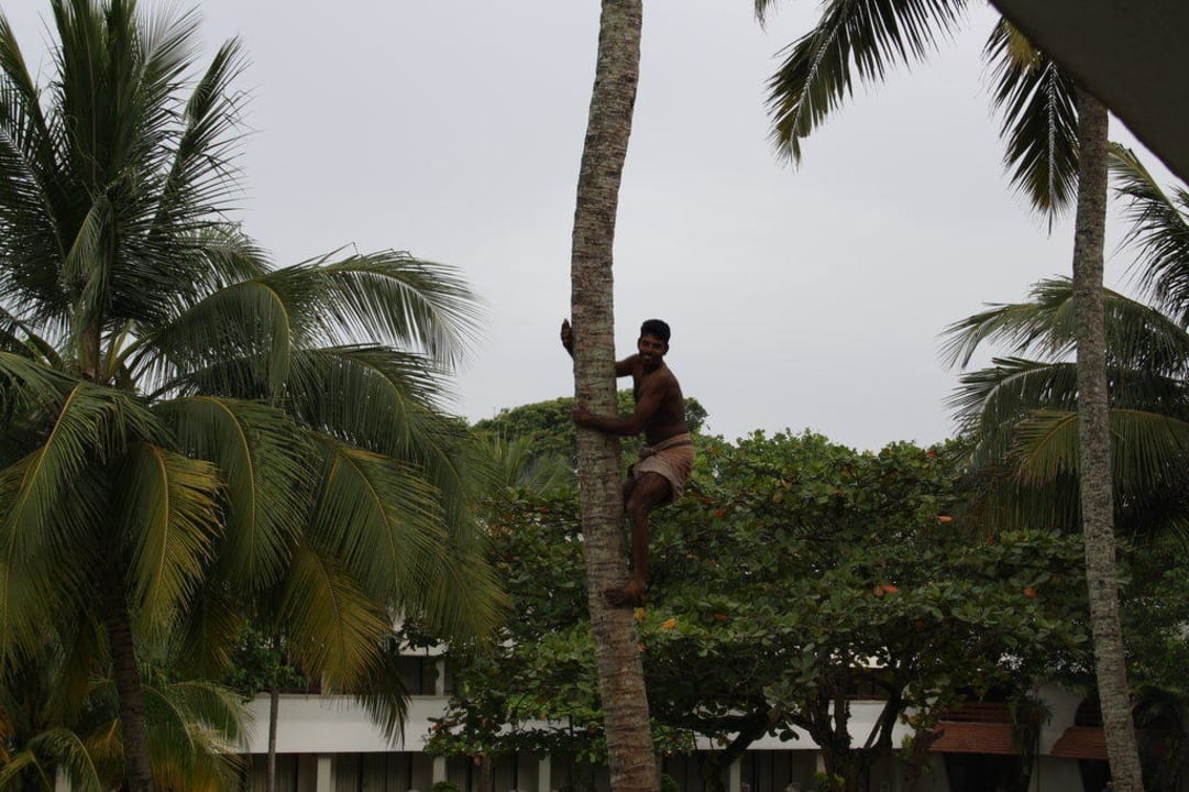 Die welken Blätter der Palme werden gepflückt Hotel Club Palm Garden