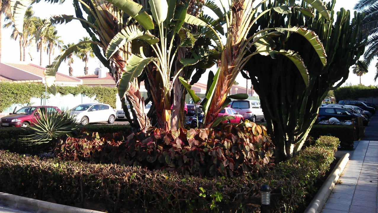 Vor dem Eingang Canary Garden Club