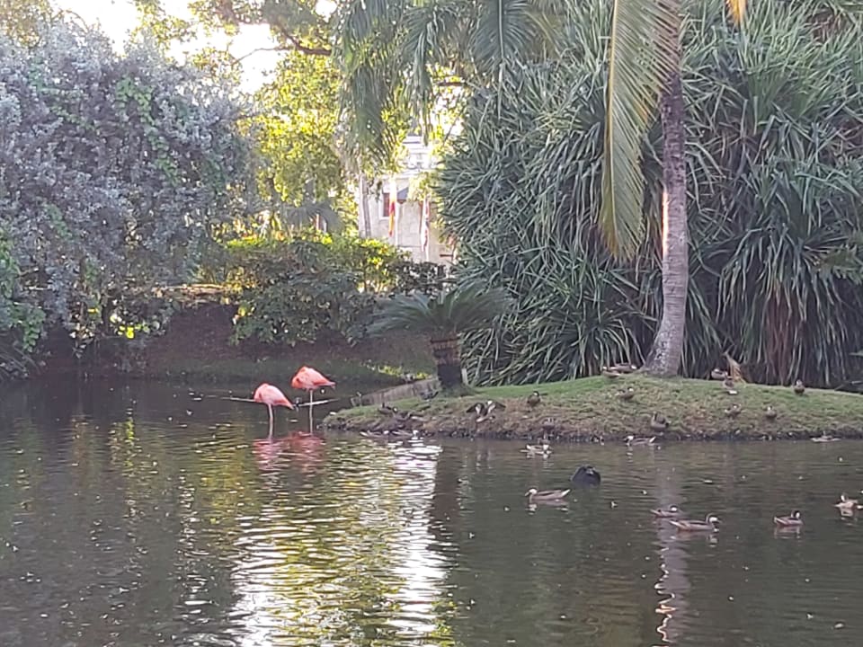 Gartenanlage Excellence Punta Cana - Adults only