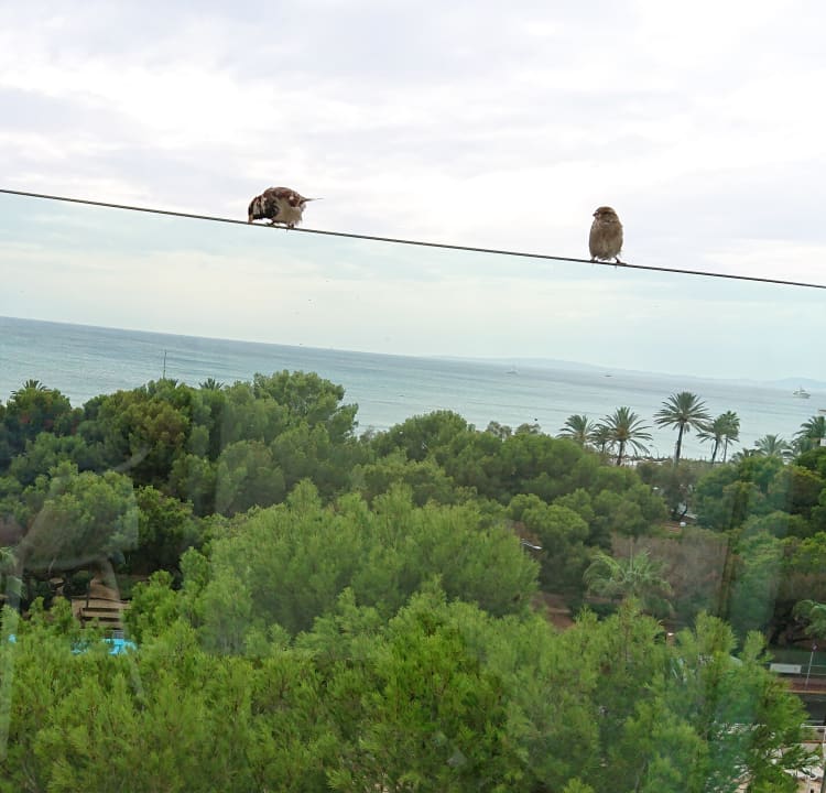 Ausblick Aparthotel Houm Plaza Son Rigo