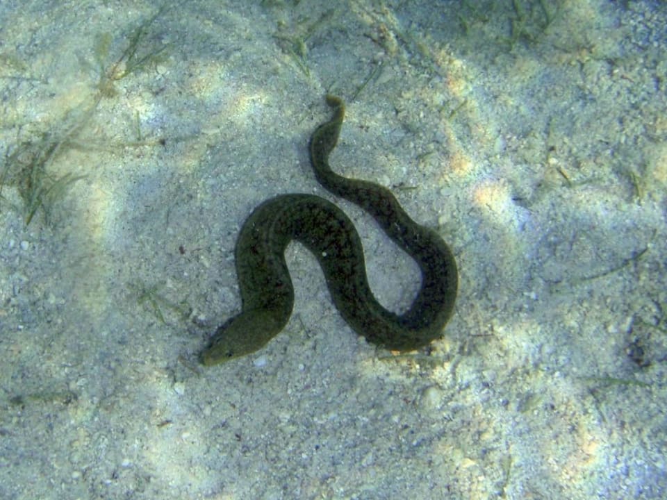 Schnorcheln Paradis Beachcomber Golf Resort & Spa