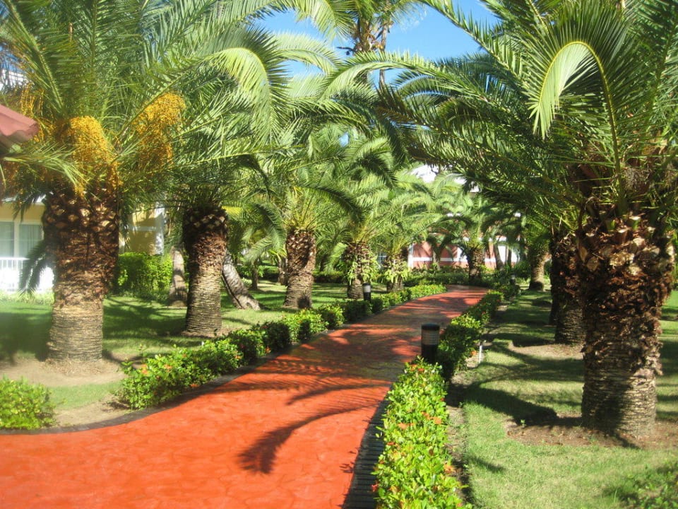 Einer von viele Wegen Grand Palladium Select Bávaro Resort & Spa
