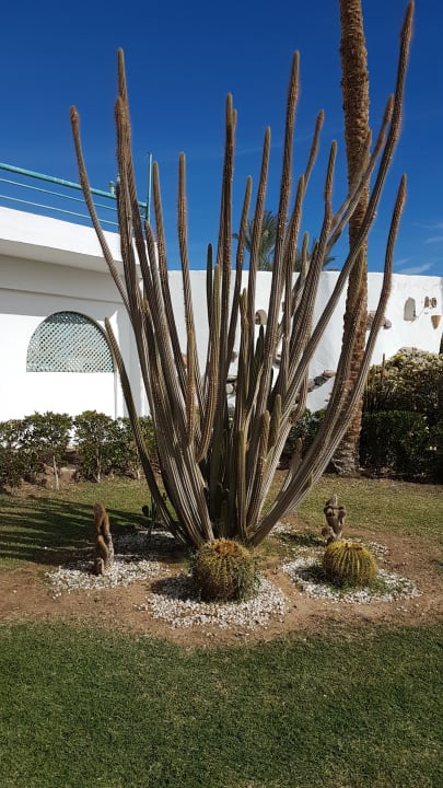 Gartenanlage Shams Safaga Resort