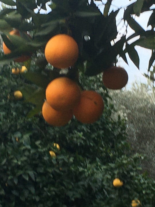 Gartenanlage Barut Hemera