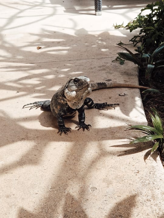 Gartenanlage Secrets Akumal Riviera Maya - Adults only