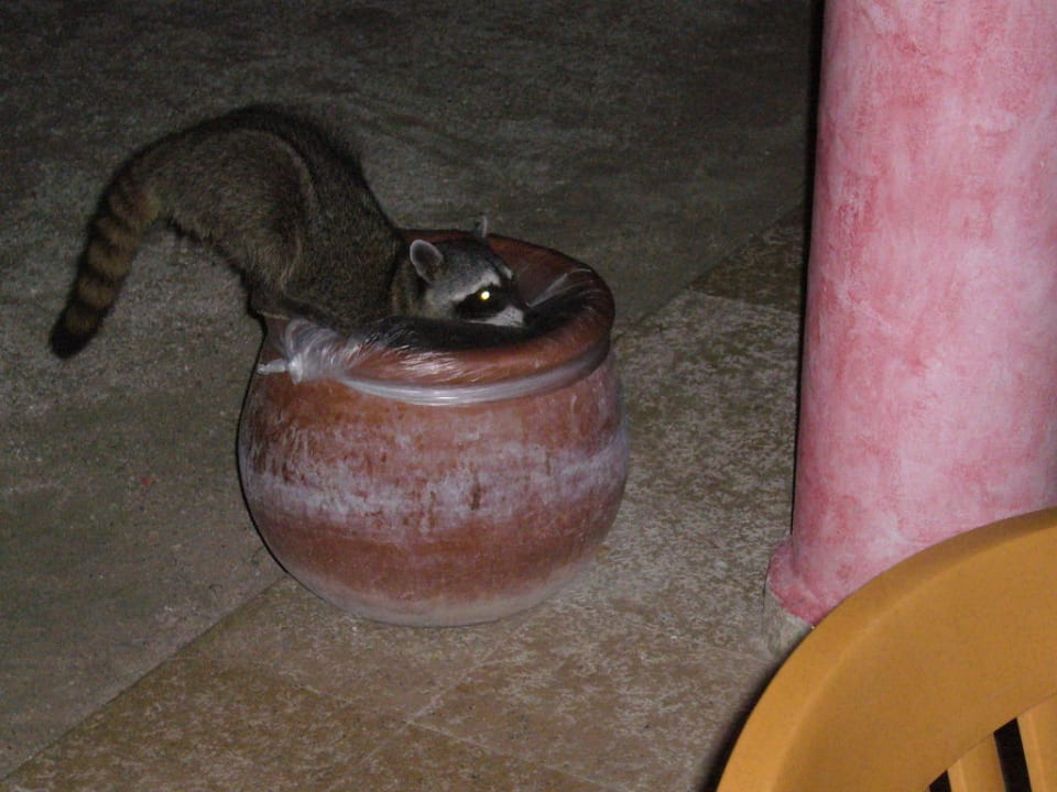 Waschi, der Waschbär Grand Palladium Select White Sand Resort & Spa