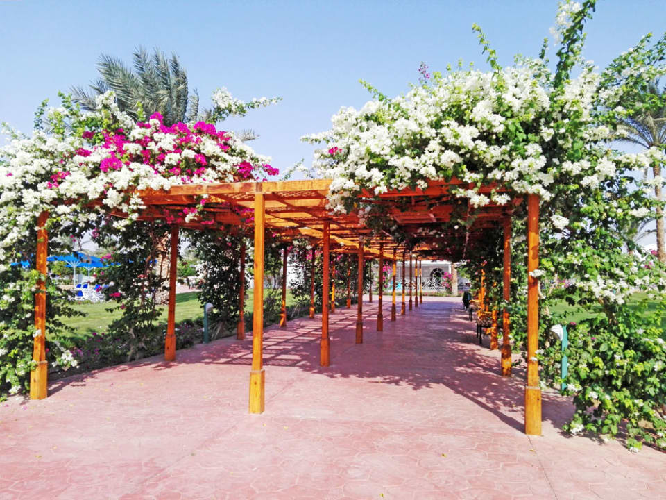 Gartenanlage Desert Rose