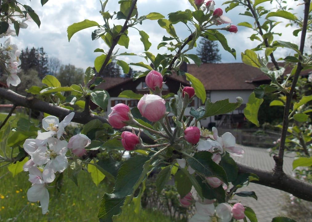 Gartenanlage Ferienhof - Bauernhof Hefele