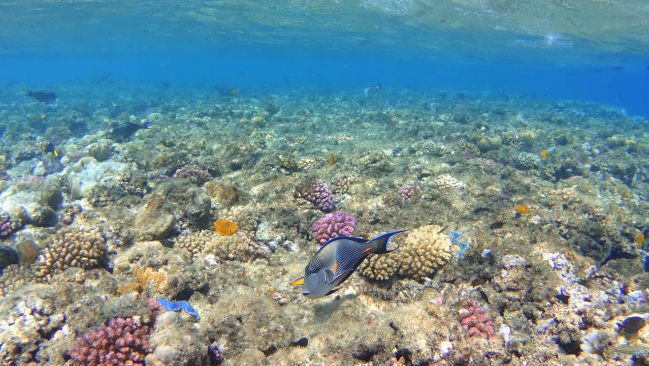 Strand Steigenberger Coraya Beach - Adults only