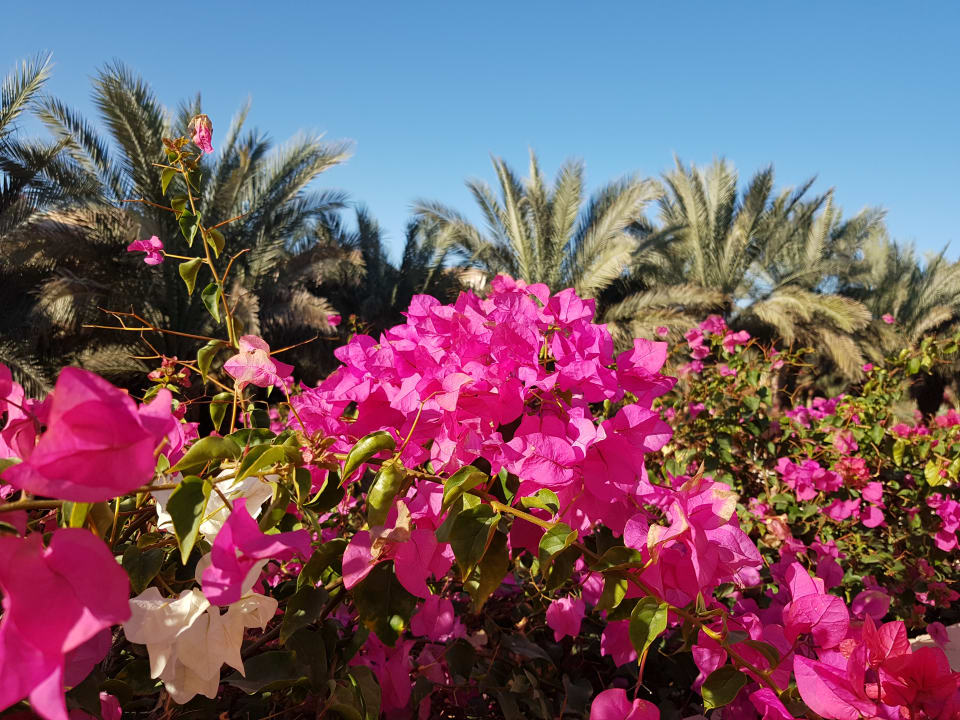 Gartenanlage Dream Lagoon Resort & Aqua Park