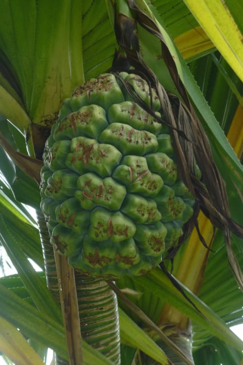 Frucht  Kuramathi Maldives