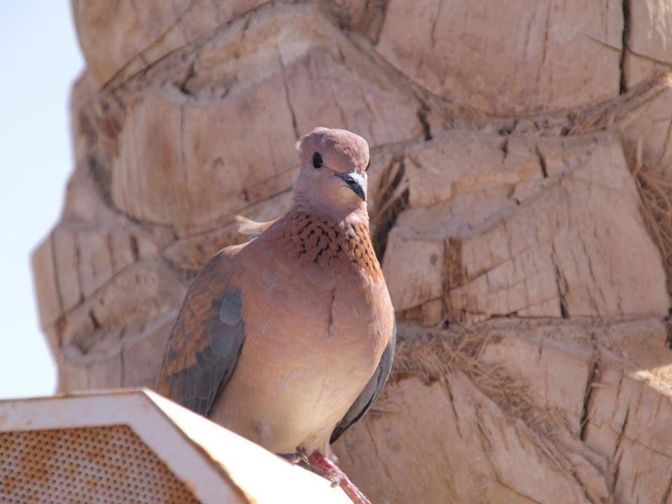 Haustier Steigenberger Coraya Beach - Adults only