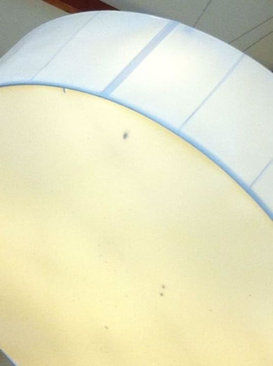 Unser toter Freund Kakalaken Fred. Lampe am Buffet Prinsotel La Dorada