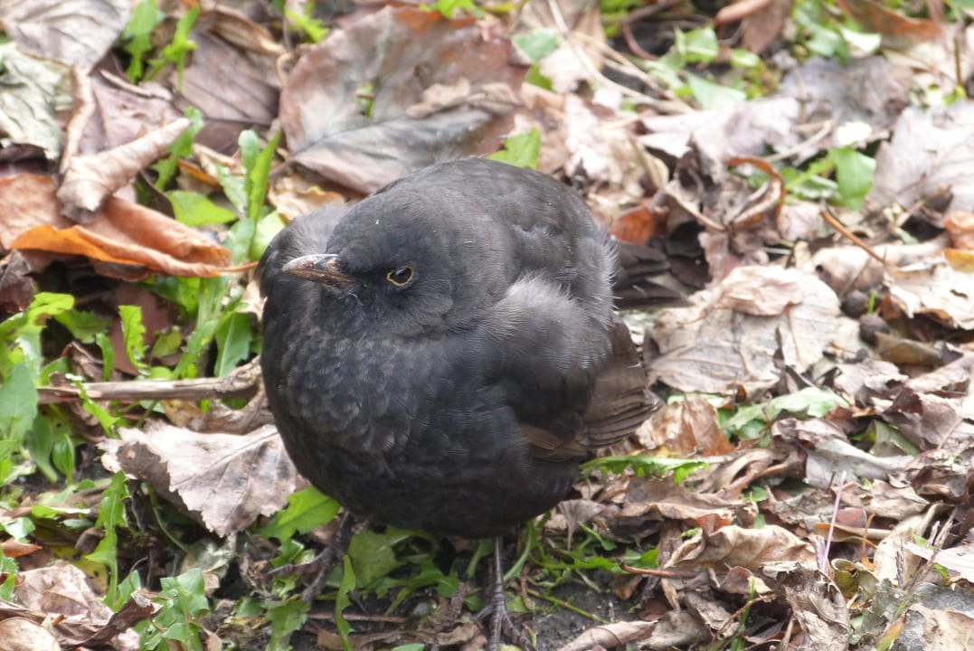 Ein kleine Amsel sitzt am Wegesrand Hotel Fürstenhof Bad Griesbach