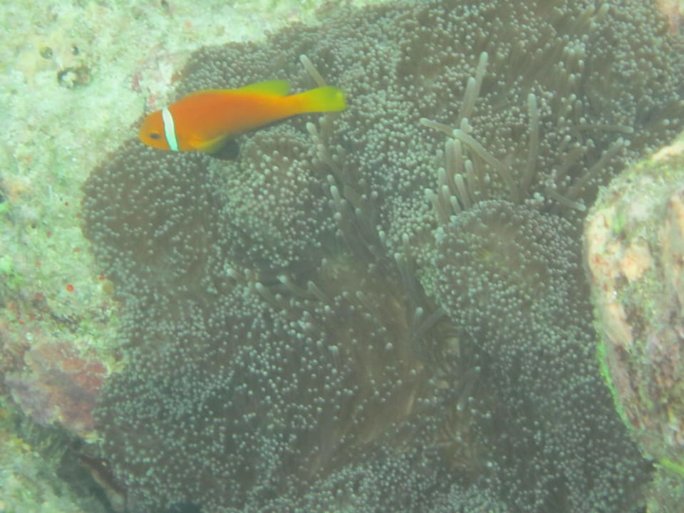 Anemonenfisch Adaaran Select Hudhuran Fushi - Premium All Inclusive