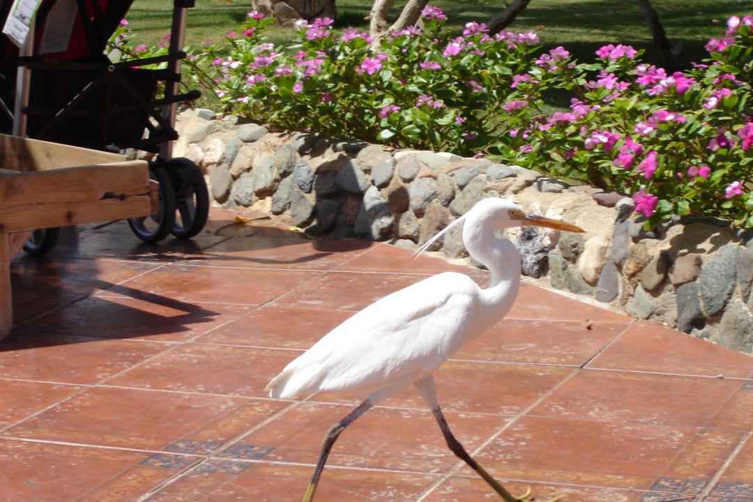 "Dziki lokator" Three Corners Sea Beach Resort