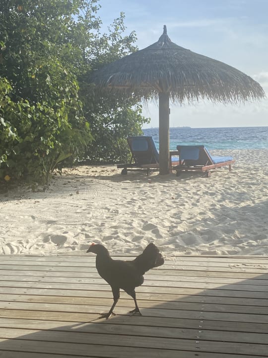 Strand ROBINSON MALDIVES