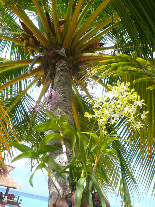 Palme mit Orchideen Banyan Tree Vabbinfaru