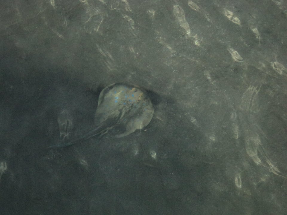 Скат Stella Garden Resort & Spa, Makadi Bay