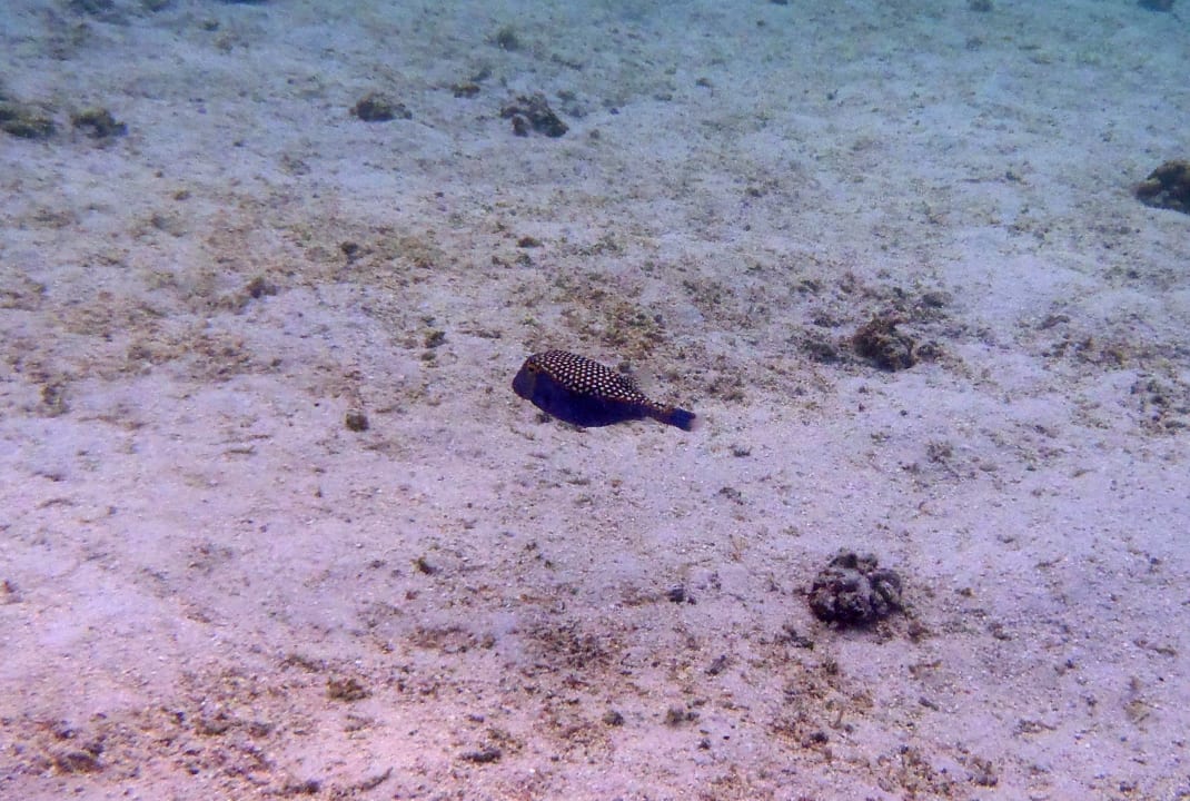 Strand Shandrani Beachcomber Resort & Spa