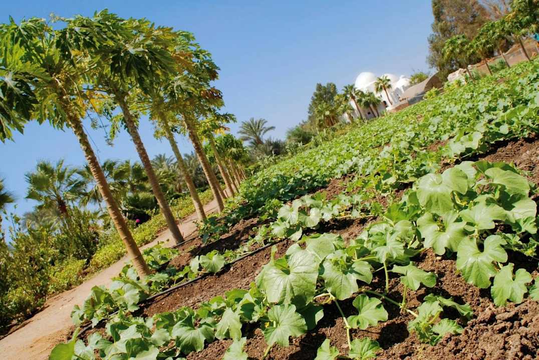 Farm Domina Coral Bay Resort, Diving , Spa & Casino