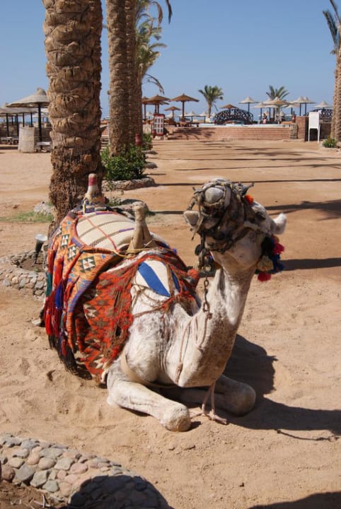 Oskar Riviera Aqua Park Resort