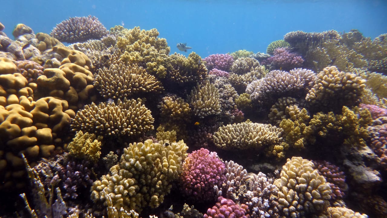 Sport & Freizeit Shams Alam Beach Resort