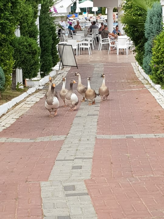 Gartenanlage Roma Beach Resort & Spa 16+ Adult Only