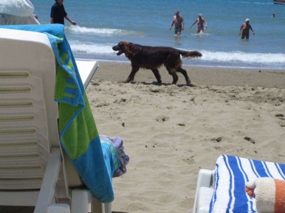 Piesek na plazy Side Star Beach