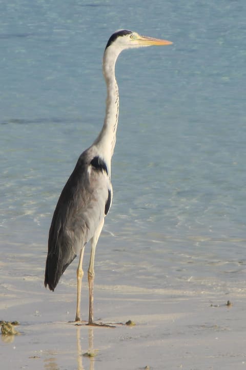 Fischreiher Adaaran Select Hudhuran Fushi - Premium All Inclusive