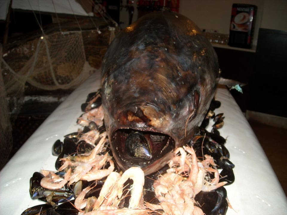 Abendessen Thunfisch Hotel Thalassa Mahdia