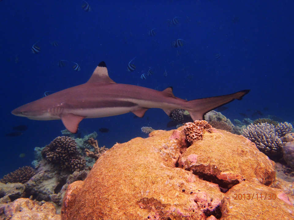 Hai am Hausriff Embudu Village