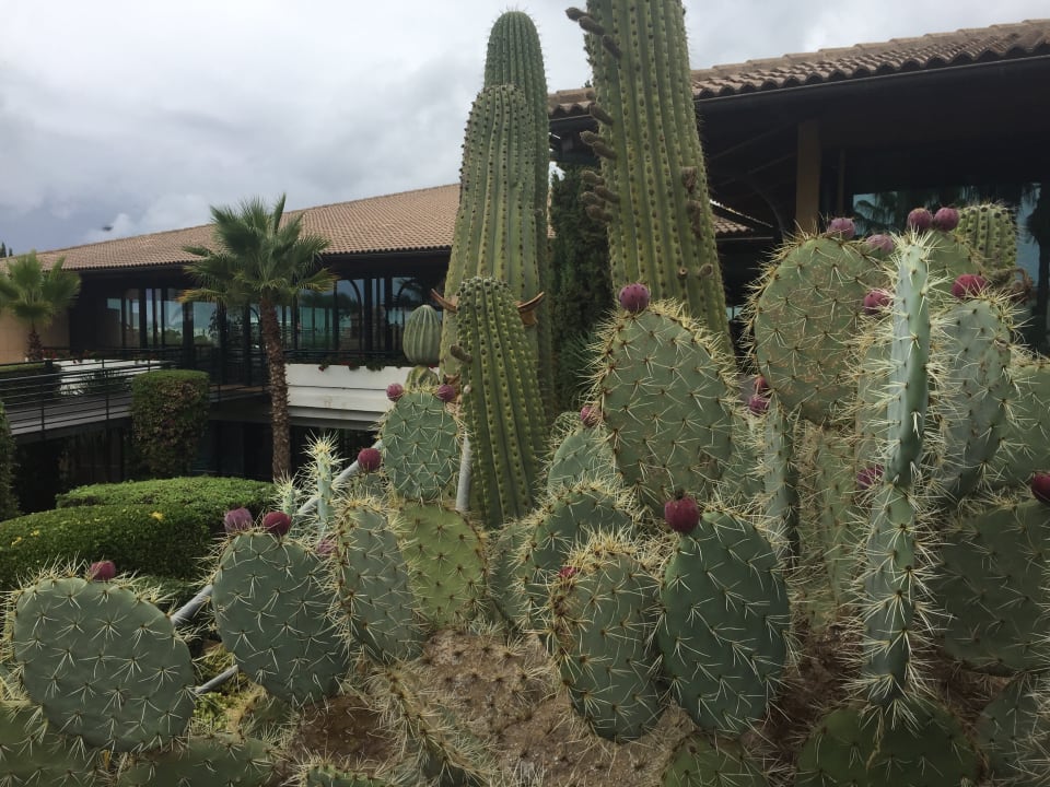 Sonstiges Blau Colònia Sant Jordi