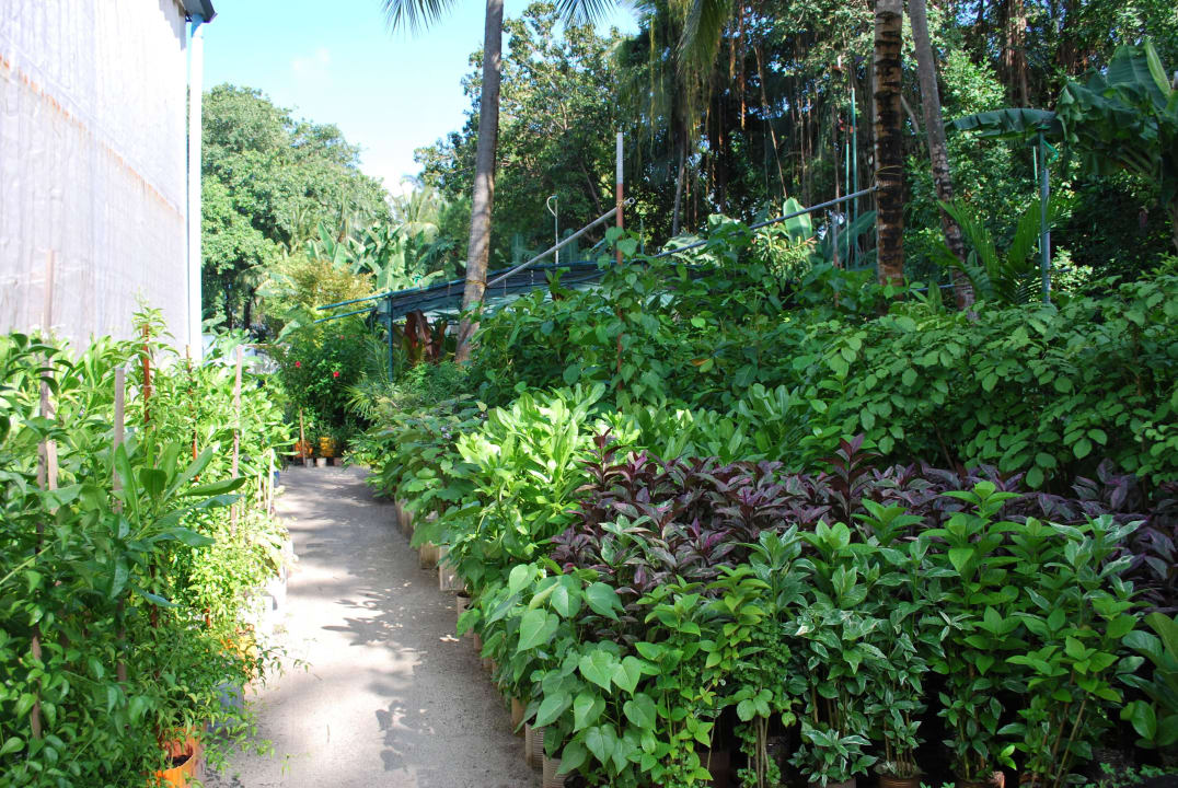 Hydroponic Garden Kuramathi Maldives
