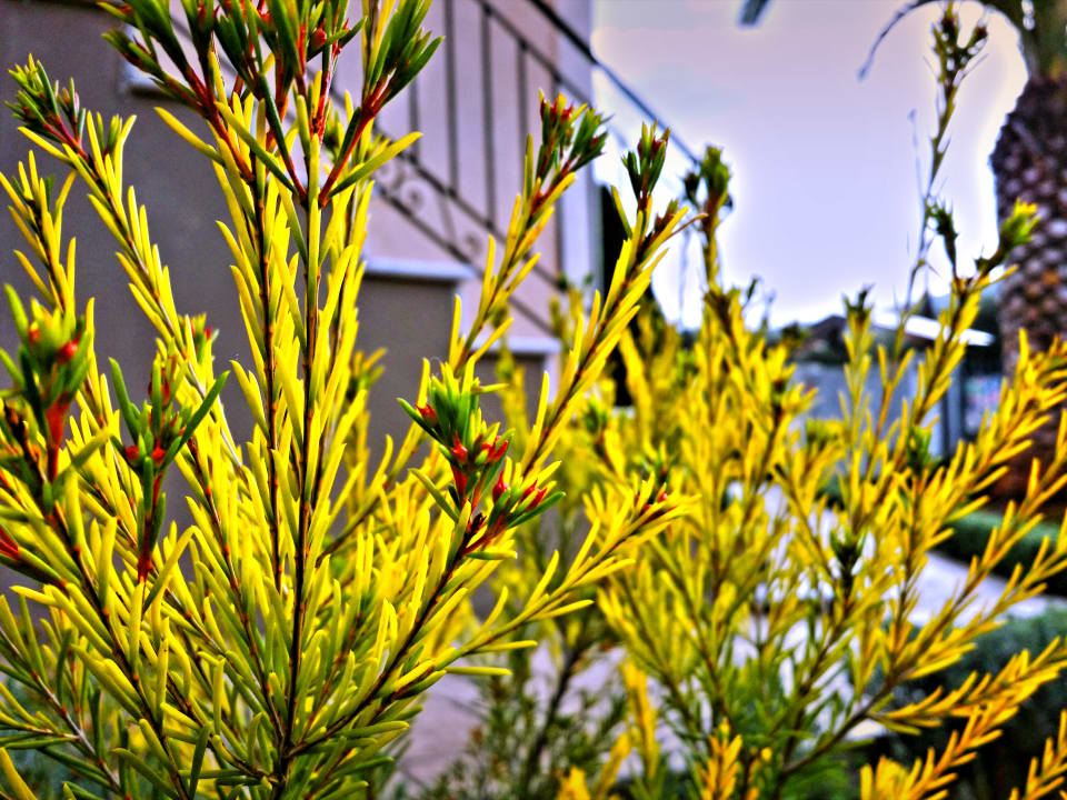 Gartenanlage Acropoloro Galaxidi