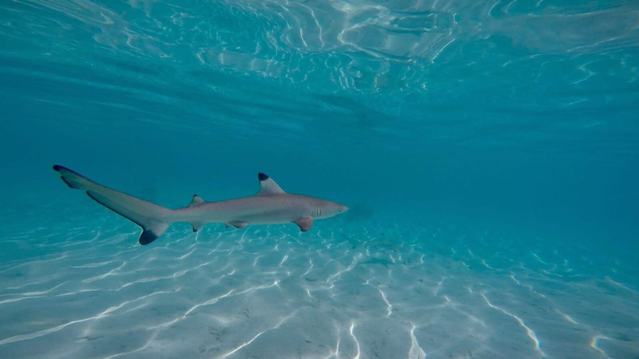 Hai Vilamendhoo Island Resort & Spa