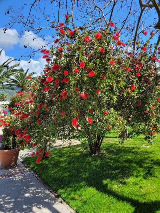 Gartenanlage TUI MAGIC LIFE Calabria